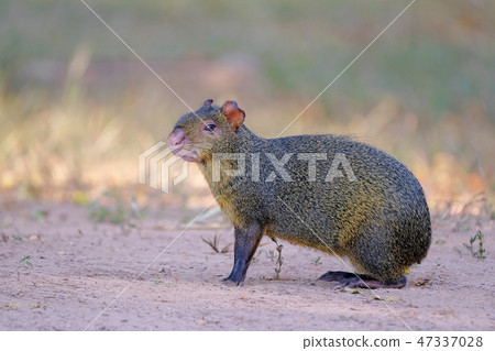 Agouti, aguti or common agouti, Dasyprocta, family of the Dasyproctidae, a rodent with brown fur 47337028