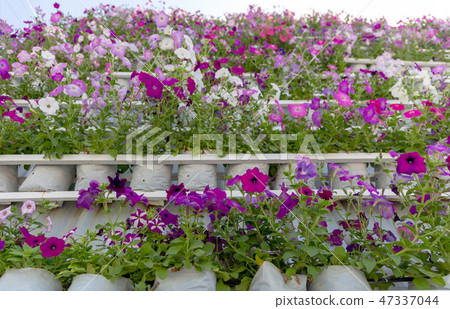 Lithuania flower on vertical garden. 47337044