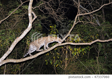 Ocelot, Leopardus Pardalis, at night, Fazenda San Francisco, Miranda, Mato Grosso do Sul, Brazil Ocelot, Leopardus Pardalis, at night, Fazenda San Francisco, Miranda, Mato Grosso do Sul, Brazil 47337060