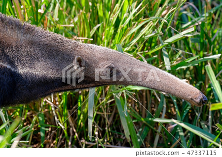 Giant Anteater, Myrmecophaga Tridactyla, also known as the Ant Bear, Matto Grosso Do Sul, Pantanal 47337115