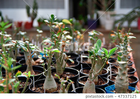 Plantation of deciduous succulent plants Adenium. Plantation of deciduous succulent plants Adenium. 47337125