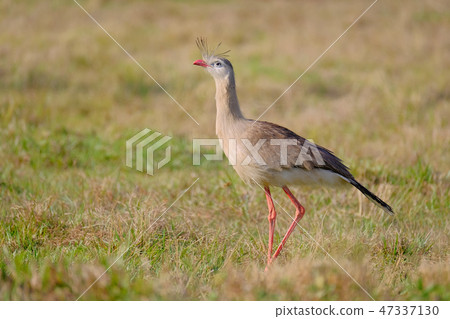 Red-legged Seriema or Crested Cariama, Cariama Cristata, bird in seriema family Cariamidae, Bonito 47337130