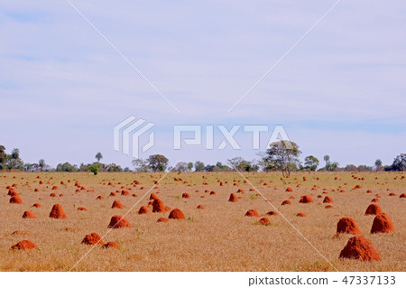 Beautiful termite mounds on dry grassy agricultural field, Bonito, Mato Grosso, Pantanal, Brazil Beautiful termite mounds on dry grassy agricultural field, Bonito, Mato Grosso, Pantanal, Brazil 47337133