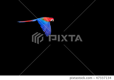 Flying Red And Green Macaw, Ara Chloropterus, Buraco Das Araras, near Bonito, Pantanal, Brazil 47337134