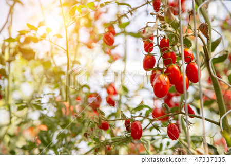 fresh Tomato on tree in hydroponic field agricultu 47337135