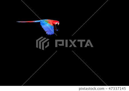 Flying Red And Green Macaw, Ara Chloropterus, Buraco Das Araras, near Bonito, Pantanal, Brazil Flying Red And Green Macaw, Ara Chloropterus, Buraco Das Araras, near Bonito, Pantanal, Brazil 47337145