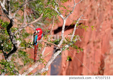 Red And Green Macaw, Ara Chloropterus, Buraco Das Araras, near Bonito, Pantanal, Brazil Red And Green Macaw, Ara Chloropterus, Buraco Das Araras, near Bonito, Pantanal, Brazil 47337153