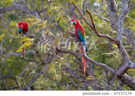 Red And Green Macaws, Ara Chloropterus, Buraco Das Araras, near Bonito, Pantanal, Brazil Red And Green Macaws, Ara Chloropterus, Buraco Das Araras, near Bonito, Pantanal, Brazil 47337174