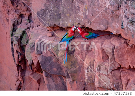 Red And Green Macaws, Ara Chloropterus, Buraco Das Araras, near Bonito, Pantanal, Brazil Red And Green Macaws, Ara Chloropterus, Buraco Das Araras, near Bonito, Pantanal, Brazil 47337188