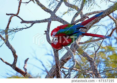 Red And Green Macaws, Ara Chloropterus, Buraco Das Araras, near Bonito, Pantanal, Brazil 47337195