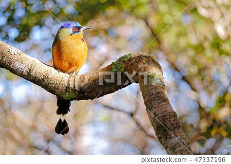 Amazonian Motmot, Momotus Momota, Buraco Das Araras, Bonito, Pantanal, Mato Grosso do Sul, Brazil Amazonian Motmot, Momotus Momota, Buraco Das Araras, Bonito, Pantanal, Mato Grosso do Sul, Brazil 47337196