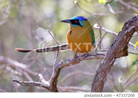 Amazonian Motmot, Momotus Momota, Buraco Das Araras, Bonito, Pantanal, Mato Grosso do Sul, Brazil Amazonian Motmot, Momotus Momota, Buraco Das Araras, Bonito, Pantanal, Mato Grosso do Sul, Brazil 47337200