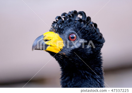 Male Bare-faced Curassow, Crax Fasciolata, is a species of bird in the family Cracidae, Mato Grosso Male Bare-faced Curassow, Crax Fasciolata, is a species of bird in the family Cracidae, Mato Grosso 47337225