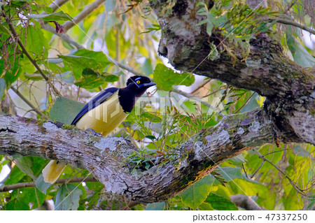 Plush-crested Jay, Cyanocorax chrysops, a yellow and black colored jay, Iguazu Falls, Brazil 47337250