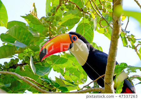 Toco Toucan, Ramphastos Toco, also known as Common Toucan, Giant Toucan, Iguazu or Iguacu, Brazil 47337263
