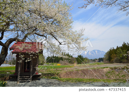Kobo Cherry Blossoms長山公路#3 Kobo Cherry Blossoms長山公路#3 47337415