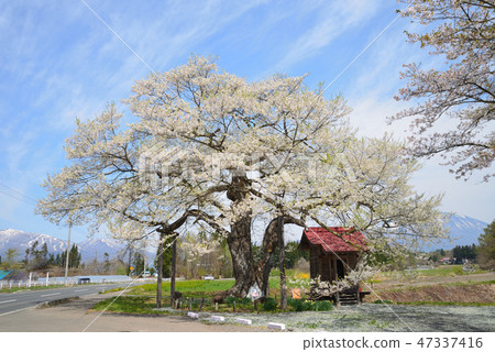 Kobo Cherry Blossoms長吉町路2號 Kobo Cherry Blossoms長吉町路2號 47337416