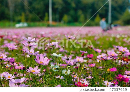 Autumn landscape, Cosmos flowers with various objects. 069 Autumn landscape, Cosmos flowers with various objects. 069 47337639
