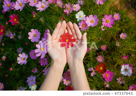 Autumn landscape, Cosmos flowers with various objects. 080 47337643