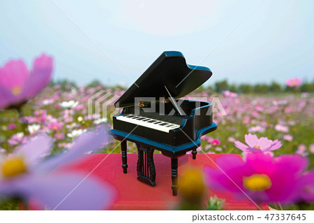 Autumn landscape, Cosmos flowers with various objects. 067 Autumn landscape, Cosmos flowers with various objects. 067 47337645