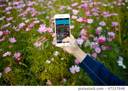 Autumn landscape, Cosmos flowers with various objects. 058 Autumn landscape, Cosmos flowers with various objects. 058 47337646