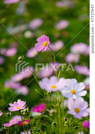 Autumn landscape, Cosmos flowers with various objects. 064 Autumn landscape, Cosmos flowers with various objects. 064 47337647