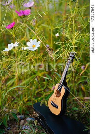 Autumn landscape, Cosmos flowers with various objects. 060 Autumn landscape, Cosmos flowers with various objects. 060 47337648