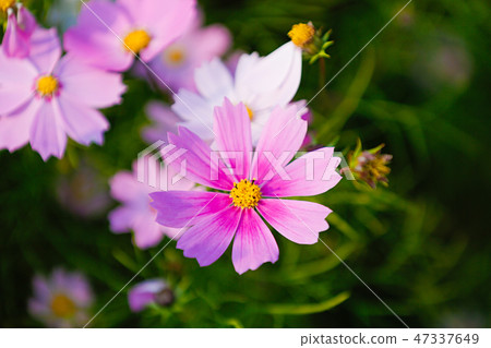 Autumn landscape, Cosmos flowers with various objects. 062 Autumn landscape, Cosmos flowers with various objects. 062 47337649