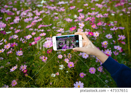 Autumn landscape, Cosmos flowers with various objects. 051 Autumn landscape, Cosmos flowers with various objects. 051 47337651