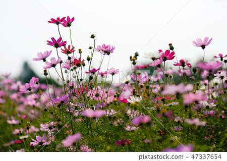 Autumn landscape, Cosmos flowers with various objects. 055 Autumn landscape, Cosmos flowers with various objects. 055 47337654