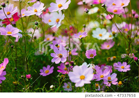 Autumn landscape, Cosmos flowers with various objects. 034 Autumn landscape, Cosmos flowers with various objects. 034 47337658