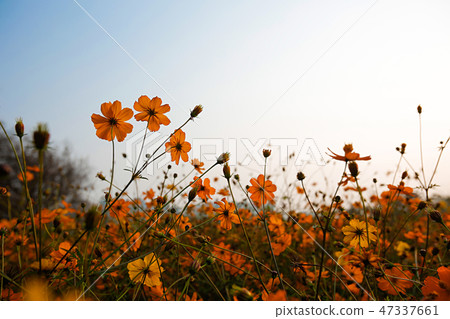 Autumn landscape, Cosmos flowers with various objects. 054 Autumn landscape, Cosmos flowers with various objects. 054 47337661