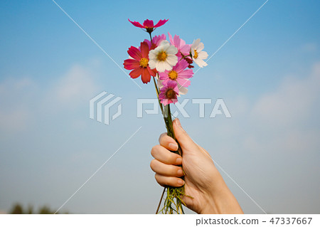 Autumn landscape, Cosmos flowers with various objects. 049 Autumn landscape, Cosmos flowers with various objects. 049 47337667