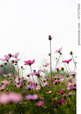 Autumn landscape, Cosmos flowers with various objects. 052 Autumn landscape, Cosmos flowers with various objects. 052 47337668
