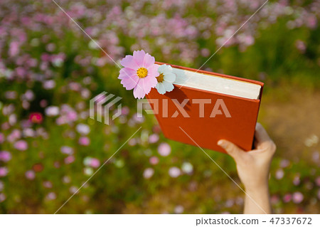 Autumn landscape, Cosmos flowers with various objects. 076 Autumn landscape, Cosmos flowers with various objects. 076 47337672
