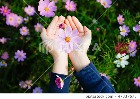 Autumn landscape, Cosmos flowers with various objects. 073 Autumn landscape, Cosmos flowers with various objects. 073 47337673