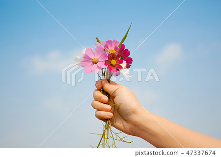 Autumn landscape, Cosmos flowers with various objects. 040 Autumn landscape, Cosmos flowers with various objects. 040 47337674