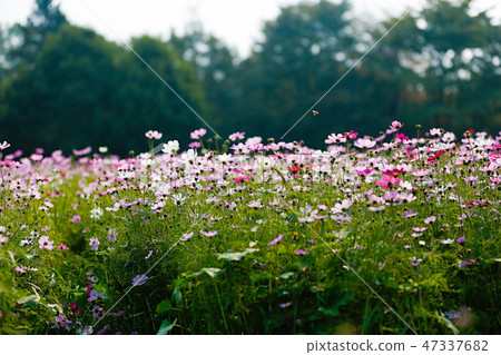 Autumn landscape, Cosmos flowers with various objects. 026 Autumn landscape, Cosmos flowers with various objects. 026 47337682