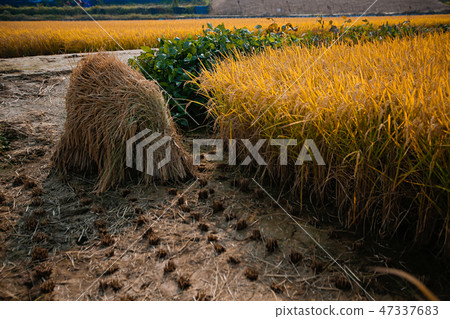 Autumn landscape, golden rice fields with sunset. 021 Autumn landscape, golden rice fields with sunset. 021 47337683
