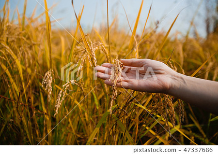 Autumn landscape, golden rice fields with sunset. 024 Autumn landscape, golden rice fields with sunset. 024 47337686