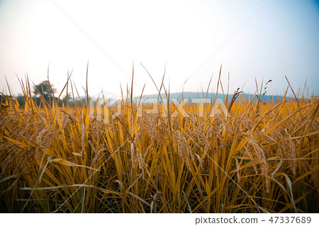 Autumn landscape, golden rice fields with sunset. 018 47337689