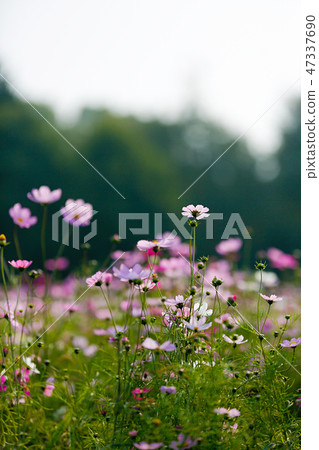 Autumn landscape, Cosmos flowers with various objects. 035 Autumn landscape, Cosmos flowers with various objects. 035 47337690