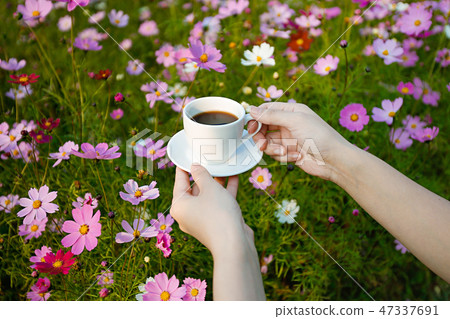 Autumn landscape, Cosmos flowers with various objects. 070 Autumn landscape, Cosmos flowers with various objects. 070 47337691