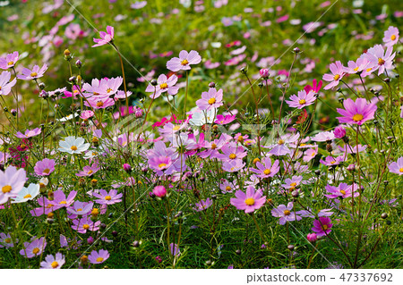 Autumn landscape, Cosmos flowers with various objects. 046 Autumn landscape, Cosmos flowers with various objects. 046 47337692