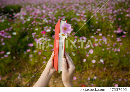 Autumn landscape, Cosmos flowers with various objects. 072 Autumn landscape, Cosmos flowers with various objects. 072 47337693