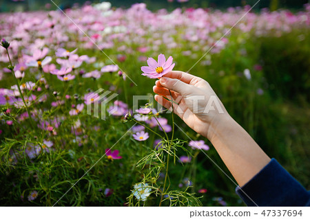 Autumn landscape, Cosmos flowers with various objects. 044 Autumn landscape, Cosmos flowers with various objects. 044 47337694
