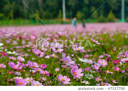 Autumn landscape, Cosmos flowers with various objects. 066 Autumn landscape, Cosmos flowers with various objects. 066 47337700