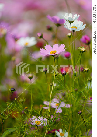 Autumn landscape, Cosmos flowers with various objects. 041 Autumn landscape, Cosmos flowers with various objects. 041 47337703