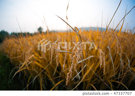 Autumn landscape, golden rice fields with sunset. 004 Autumn landscape, golden rice fields with sunset. 004 47337707