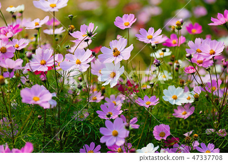 Autumn landscape, Cosmos flowers with various objects. 042 Autumn landscape, Cosmos flowers with various objects. 042 47337708
